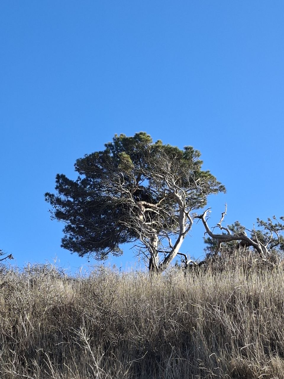 Windgeformte Vegetation auf den Dünen Rügens